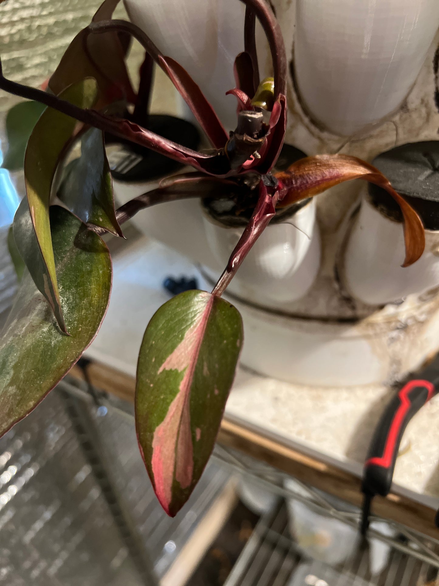 Persimmon, Black Cherry, and Orange Princess philodendron