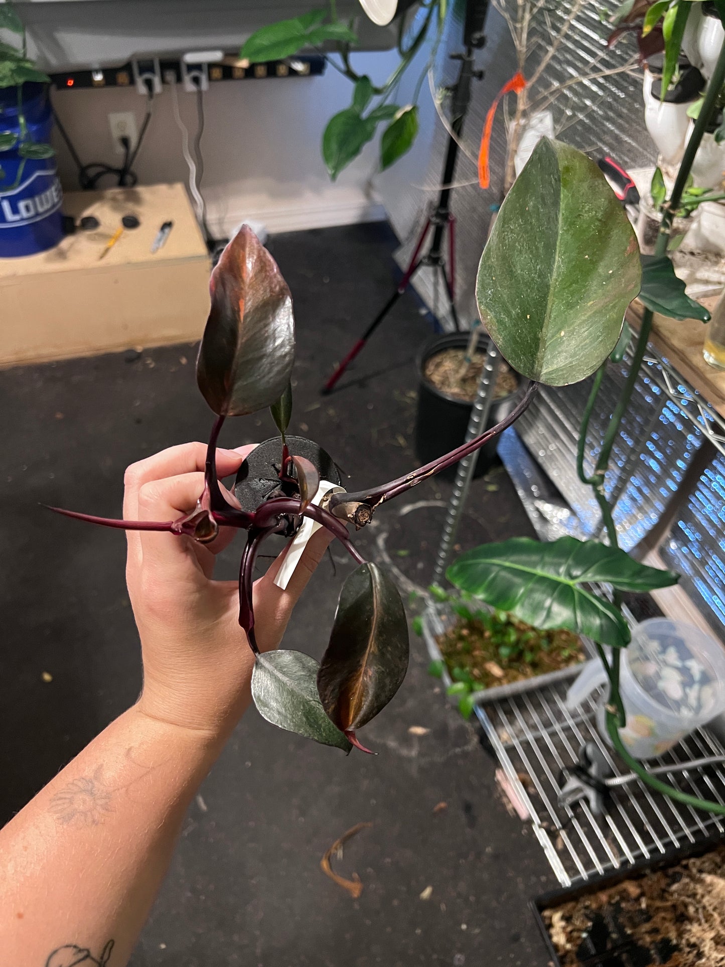 Persimmon, Black Cherry, and Orange Princess philodendron